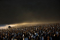 King penguin (Aptenodytes patagonicus) colony on coast, St Andrew's Bay, South Georgia, January.