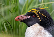 Macaroni penguin (Eudyptes chrysolophus) portrait, South Georgia, January.
