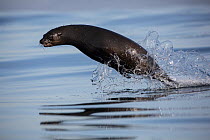 Cape fur seal (Arctocephalus pusillus) porpoising, False Bay, Cape Town, South Africa, July.