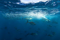 Yellowfin tuna (Thunnus albacares) feeding on a baitball, Cape Point, South Africa.