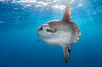 Sunfish (Mola mola) at Cape Point, South Africa.
