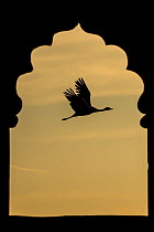 Demoiselle crane (Anthropoides virgo) flying silhouetted and framed by Jarokha  (carved windows) of a Haveli or townhouse.   Khichan, Western Rajasthan, India. December.
