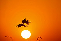 Demoiselle crane (Anthropoides virgo) pair flying at sunrise during winter migration. Western Rajasthan, India. December.
