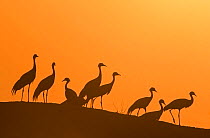 Demoiselle cranes (Anthropoides virgo) silhouetted at dusk on a wall during their winter migration.Khichan, Western Rajasthan, India. February.
