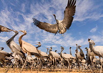 Demoiselle crane (Anthropoides virgo) low angle view of birds flying and landing near the chugga ghar (bird feeding enclosure ) in Khichan Village, durin their annual migration. Western Rajasthan, Ind...