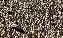 Demoiselle crane (Anthropoides virgo) gathering of large number of cranes in a chugga ghar (bird feeding enclosure) during annual migration. Khichan, Western Rajasthan, India. February.