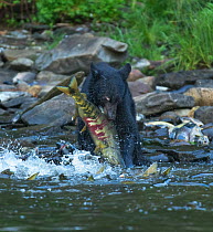 Black bear (Ursus americanus) struggling with a large Chum salmon fish (Oncorhynchus keta) as it tries to escape. Passage of Alaska, Neets Bay, Alaska, USA, July.