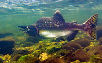 Humpback salmon (Oncorhynchus gorbuscha) male that has contracted the onset of gray mold / grey mould, making its way upstream in Walker Cove Creek, Misty Fjord National Monument, Alaska, USA,  August...