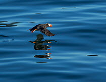 Tufted puffin (Fratercula cirrhata) taking off from the Pacific Ocean, Gulf of Sitka, Alaska, USA, August.