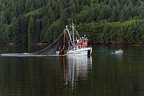 Purse seiner fishing boat reeling in its net and catch, Passage of Alaska, USA, July.