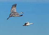 Greater sandhill crane (Grus canadensis tabida) flying next to a white-bodied Snow Goose (Chen caerulescens) Bosque del Apache, New Mexico, USA, January.