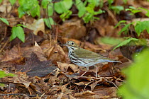 Ovenbird (Seiurus aurocapillus) bringing nest material to its nest on the forest floor, Ithacs, NY, USA