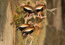 Black-bellied whistling-ducks (Dendrocygna autumnalis), group perched amid Spanish moss on bald cypress tree, Lakeland, Florida, USA, January.
