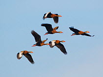Black-bellied whistling ducks (Dendrocygna autumnalis) flock of six in flight, Venice, Florida, USA, March.