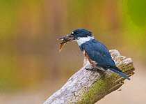 Belted Kingfisher (Ceryle alcyon) female with a fish (Round Goby), Lansing, New York, USA