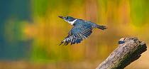 Belted kingfisher (Ceryle alcyon) female taking flight from perch, Lansing, New York, USA. Digital composite.