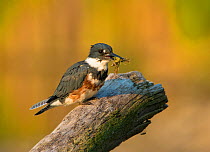 Belted Kingfisher (Ceryle alcyon) female holding prey (crayfish) in her bill, New York, USA