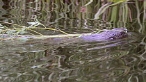 Female Eurasian beaver (Castor fiber) swimming, dragging a Willow (Salix) sapling, River Otter, Devon, England, UK, July. Part of Devon Wildlife Trust's Devon Beaver Trial.