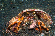 Hermit crab (Dardanus pedunculatus)  Lembeh Strait, North Sulawesi, Indonesia.