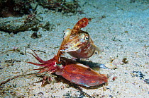 Papuan cuttlefish (Sepia papuensis) courting pair.  West Papua, Indonesia.