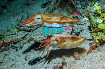 Papuan cuttlefish (Sepia papuensis) courting pair, West Papua, Indonesia.