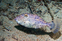 Weedy filefish (Chaetoderma penicilligera)  Lembeh Strait, North Sulawesi, Indonesia.