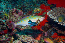 Doublelined fusilier (Pterocaesio digramma) with two Cleaner wrasses (Lutjanus dimidiata) inside its gill, West Papua, Indonesia.