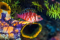 RF - Spotted hawkfish (Cirrhitichthys aprinus) perched on Gold mouth sea squirt (Polycarpa aurata). West Papua, Indonesia. (This image may be licensed either as rights managed or royalty free.)
