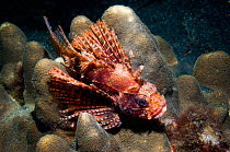 RF - Shortfin lionfish (Dendrochirus brachypterus) perched on coral. Lembeh Strait, Sulawesi, Indonesia. (This image may be licensed either as rights managed or royalty free.)