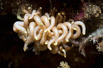 Nudibranch (Phyllodesmium brareum) the brown lines down the cerata consist of brown specks that are microscopic algal cells (Zooxanthellae) which provide the slug with energy.  Rinca, Indonesia.  (Dig...