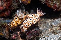 Nudibranch (Risbecia tryoni) pair together, Lembeh Strait, North Sulawesi, Indonesia.