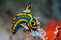Nudibranch (Tambja gabrielae) West Papua, Indonesia.