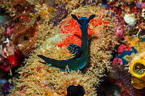Nudibranch (Tambja morosa) West Papua, Indonesia.