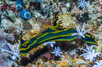 Nudibranch (Tambja gabrielae) with (Clavularia sp) polyps.  West Papua, Indonesia.
