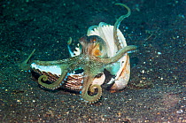 Veined octopus (Amphioctopus marginatus) this octopus can bury in sand or mud but frequently hides in shells or pieces of discarded coconut shells.  Lembeh Strait, North Sulawesi, Indonesia.