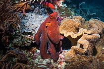 Common reef / Day octopus (Octopus cyanea) West Papua, Indonesia.