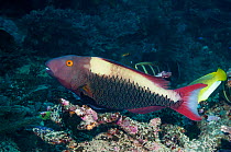 Two-colour / Bicolor parrotfish (Cetoscarus bicolor) female,   Raja Ampat, West Papua, Indonesia.