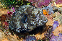 RF - Mappa puffer (Arothron mappa) juvenile.  West Papua, Indonesia. (This image may be licensed either as rights managed or royalty free.)