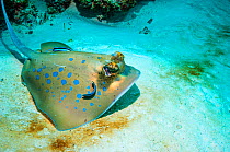 RF - Bluespotted ribbontail ray (Taeniura lymma) with Cleaner wrasses (Lutjanus dimidiatus). Similan Islands, Andaman Sea, Thailand. (This image may be licensed either as rights managed or royalty fre...
