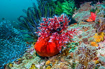 Sea apple (Pseudocolochirus violaceus) on coral reef.  It feeds by filtering the water column with its tentacular crown, successively bringing each arm into its mouth to deliver food particles.  Komod...