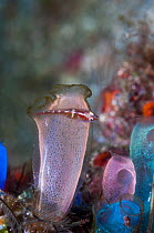 Blue club sea squirt (Rhopalaea crassa) with a small Goby, unknown species.  West Papua, Indonesia.