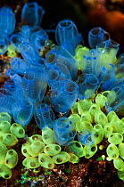 RF - Blue sea squirts or tunicates (Clavelina moluccensis).  West Papua, Indonesia. (This image may be licensed either as rights managed or royalty free.)
