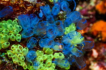 Blue sea squirts or tunicates (Clavelina moluccensis)  West Papua, Indonesia.