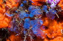 RF - Blue sea squirts or tunicates (Clavelina moluccensis) on sponge.  West Papua, Indonesia. (This image may be licensed either as rights managed or royalty free.)