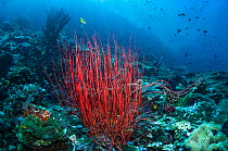 RF - Sea whip or Gorgonian (Ellisella ceratophyta) on reef.  West Papua, Indonesia. (This image may be licensed either as rights managed or royalty free.)