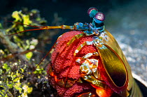 Peacock Mantis shrimp (Odontodactylus scyllarus) brooding eggs. Indonesia, Indo-Pacific Ocean