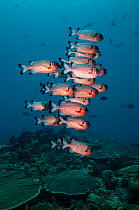 Shadowfin soldierfish (Myripristis adusta) West Papua, Indonesia.