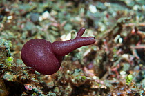 Calcareous sponge (Pericharax sp) Lembeh, North Sulawesi, Indonesia.
