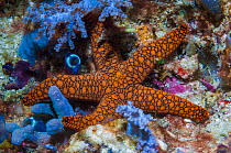 Indian sea star (Fromia indica) West Papua, Indonesia.