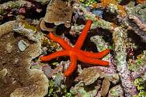 Porous sea star (Fromia milleporella) Raja Ampat, West Papua, Indonesia